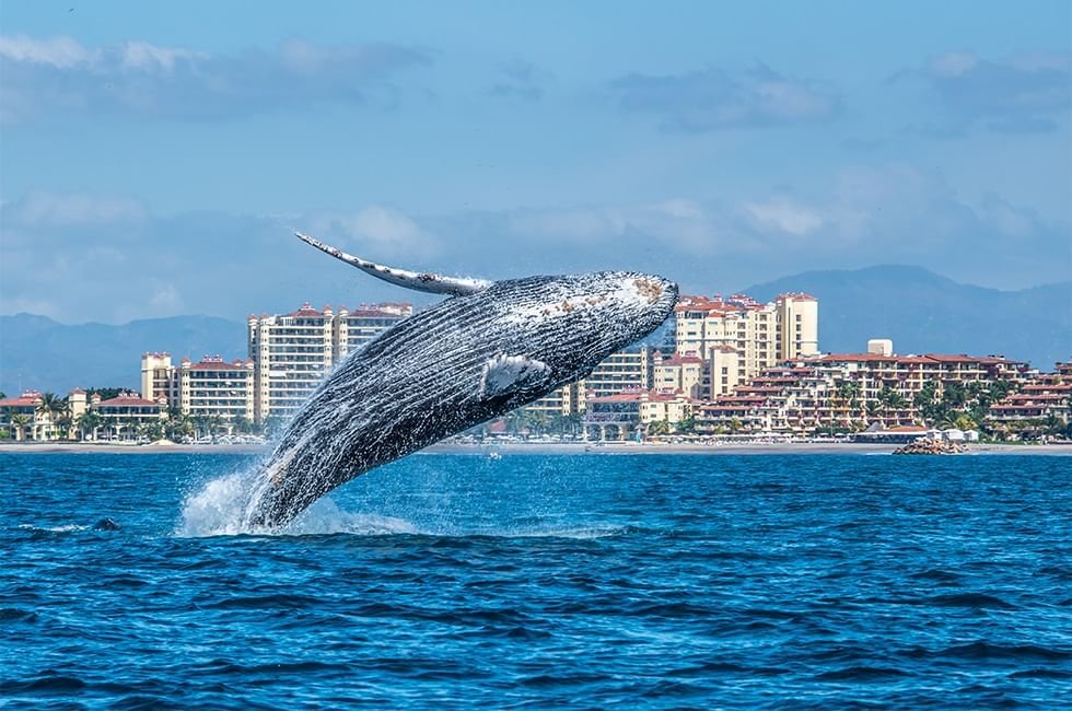Whale Watching in Puerto Vallarta